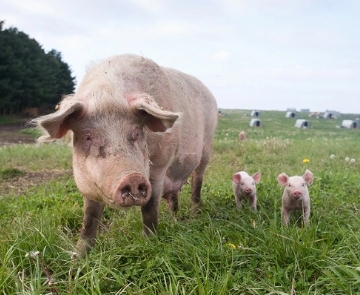 オーガニック基準で育てられた有機認証プレミアム豚。